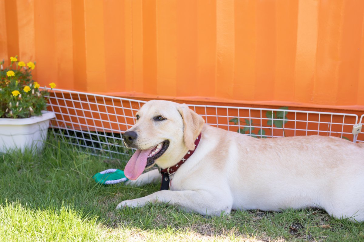 『真夏に犬の散歩』行かない方がいいの？どうしても必要な場合の注意点まで