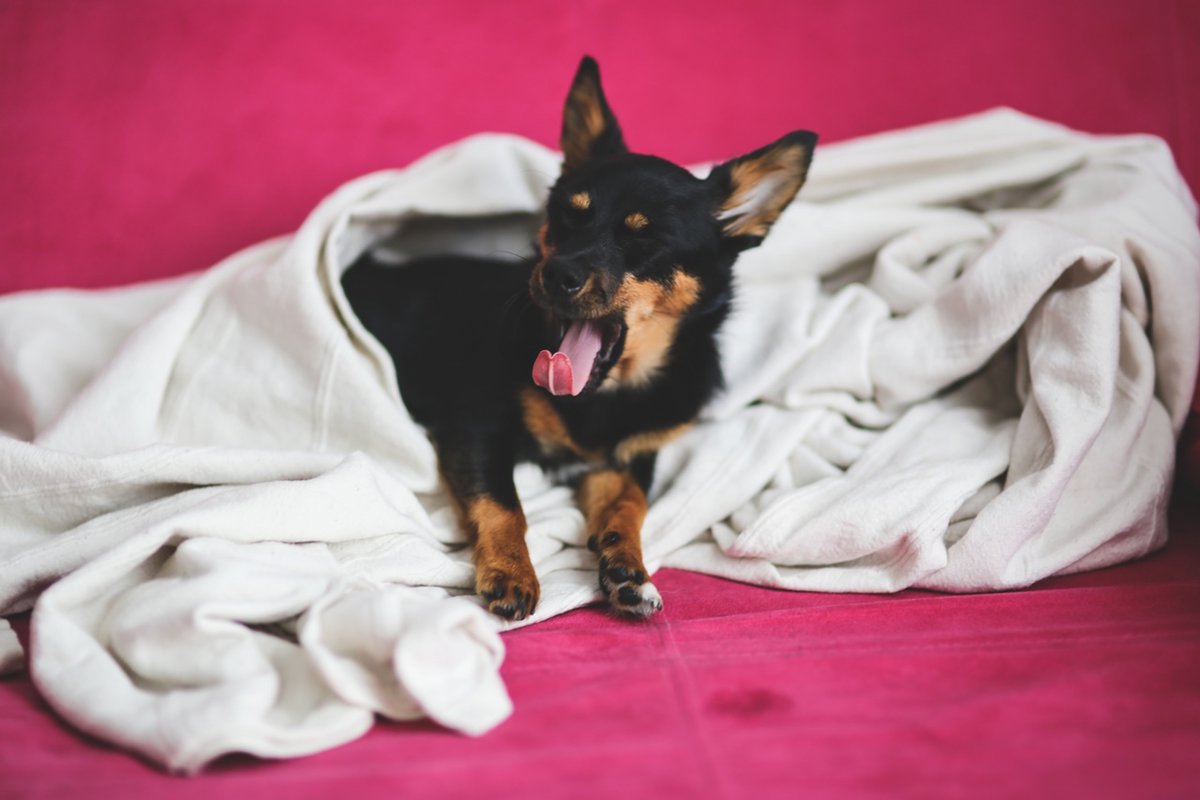 愛犬がどうしてもトイレで寝ちゃう！やめさせるにはどうすればいいの？