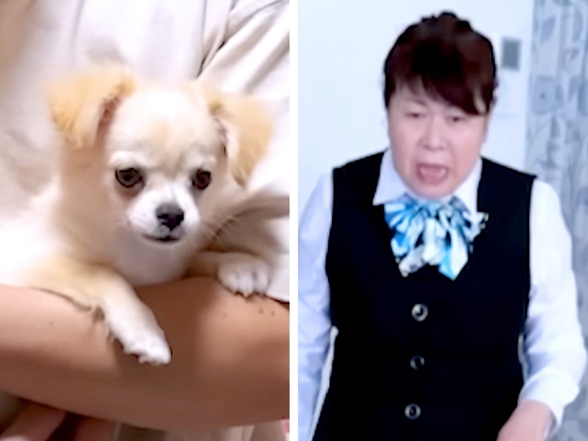 実家の犬が亡くなり『もう絶対犬を飼わない』と言う母→内緒で子犬を連れて行ったら…100点満点なリアクションが133万再生「葛藤がｗ」と反響