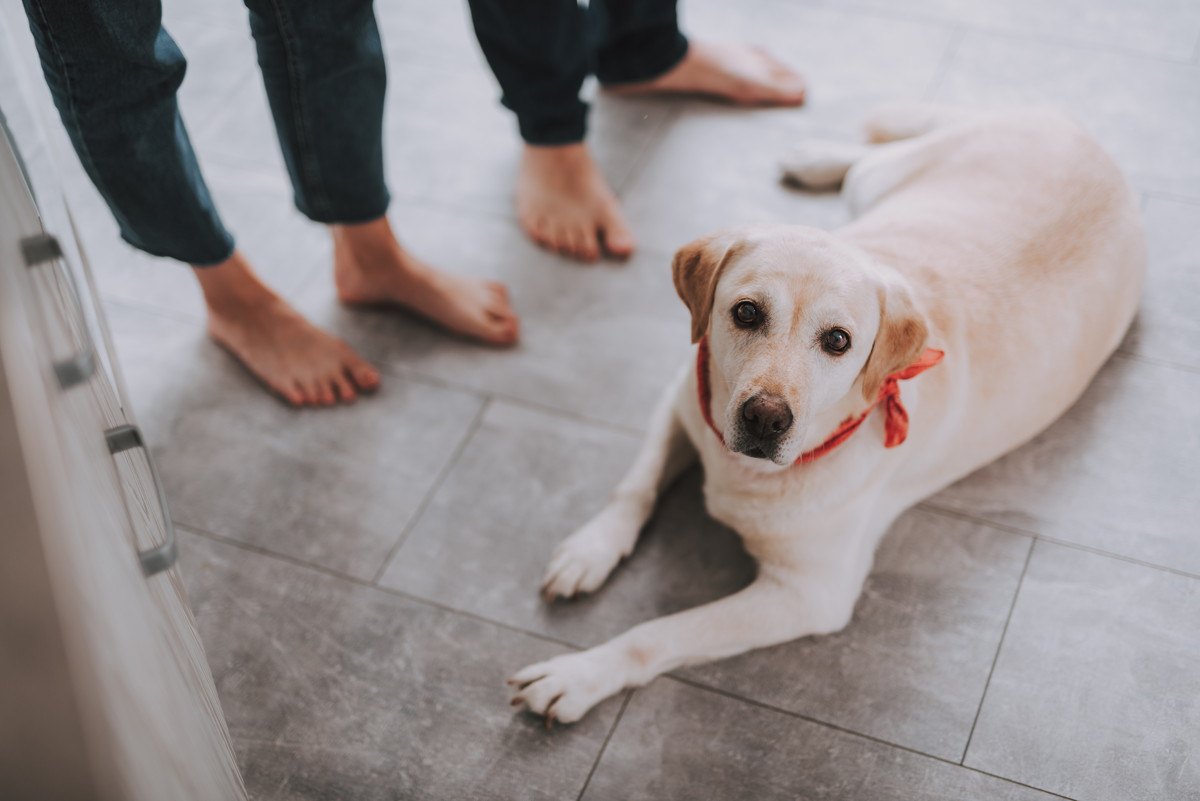 犬が飼い主に『いつまでもついてくる』時の心理4選