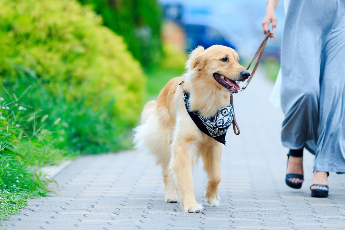 犬が飼い主をエスコートしている時の仕草や行動5選