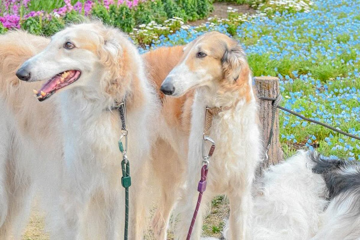 3匹の大型犬を『記念撮影』した結果→全員で並んで撮りたかったのに…理想とは程遠い『まさかの光景』が26万表示「自由すぎて草」「末っ子ｗ」