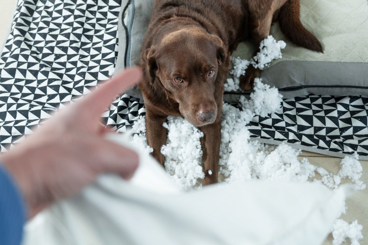 愛犬がイタズラをした時の『絶対NG行為』4選！むやみに怒っても全く意味がなかった！