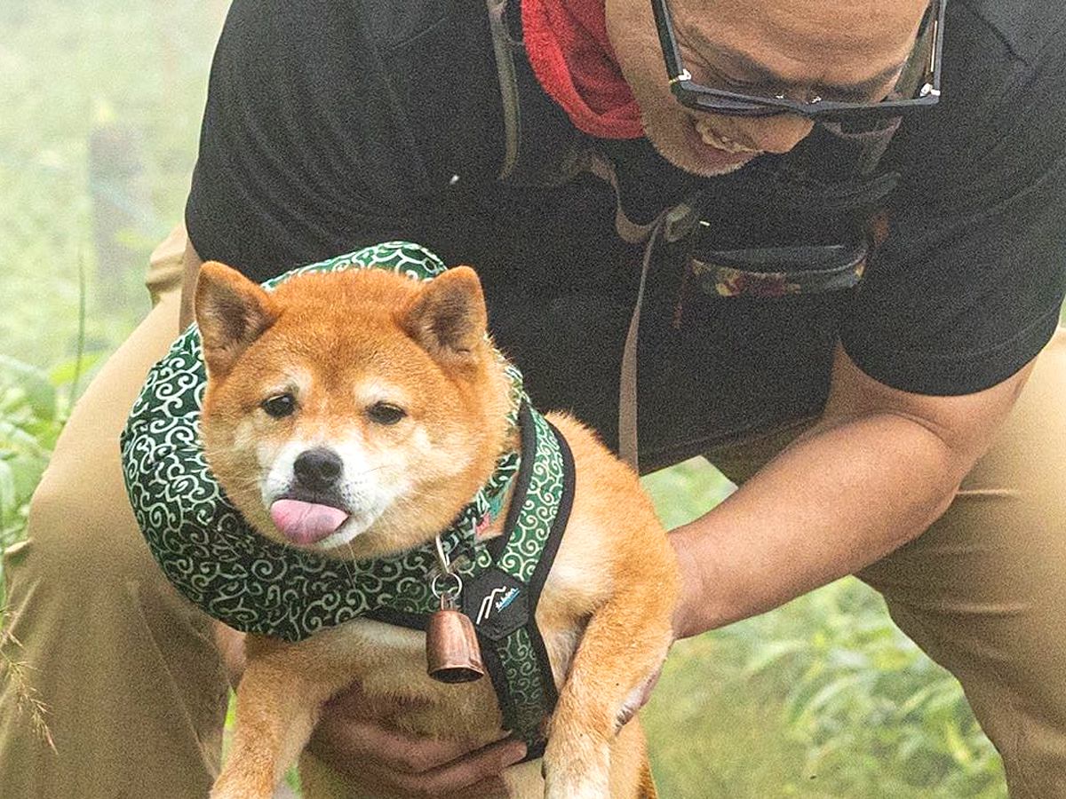 水たまりで動けなくなった犬を救助した結果…『まさかの態度』が面白すぎると4万1000いいね「助けてもらってる顔じゃなくて草」と爆笑の声