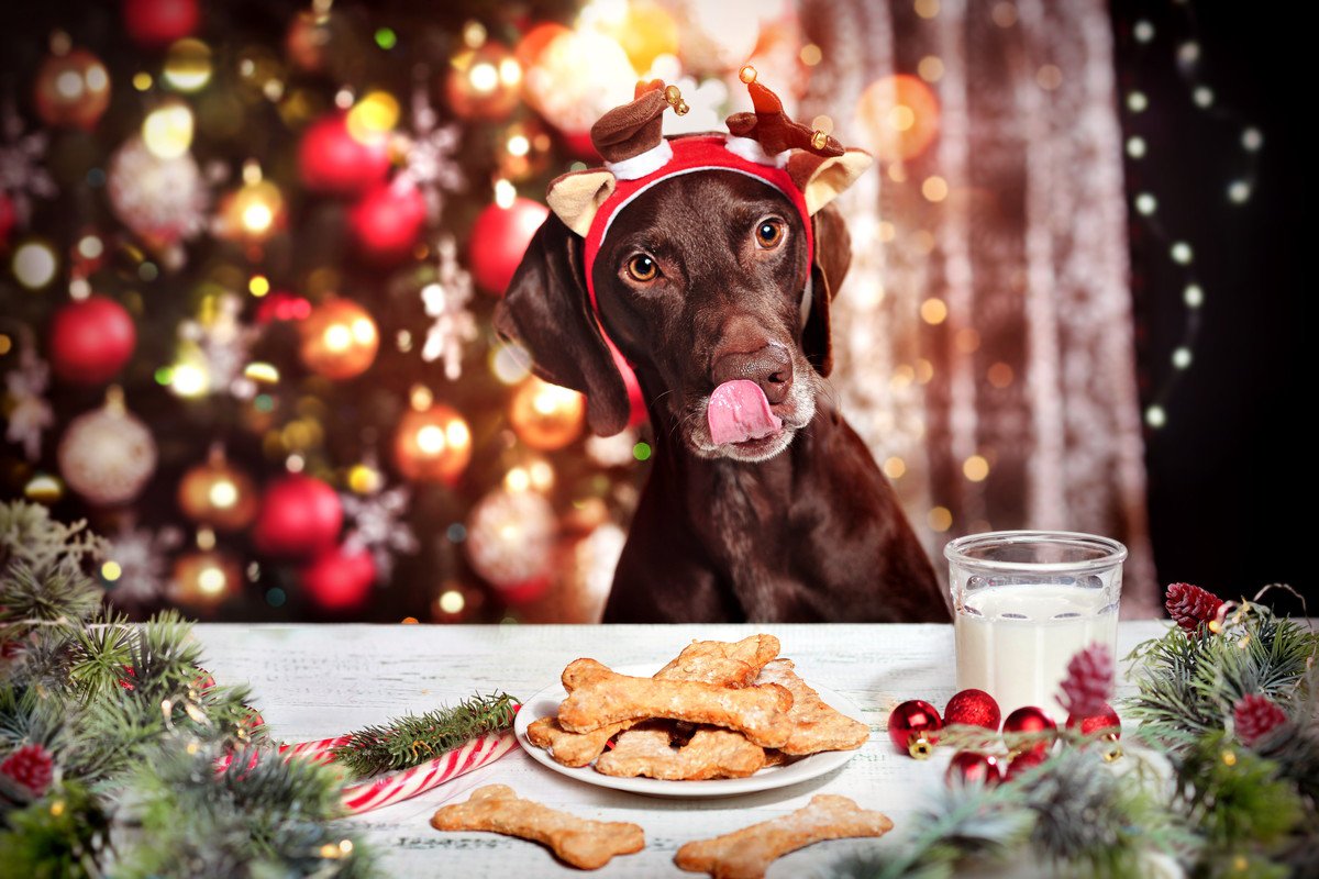 犬に絶対与えてはいけない『冬の食べ物』4選　万が一食べてしまったときの対処法まで