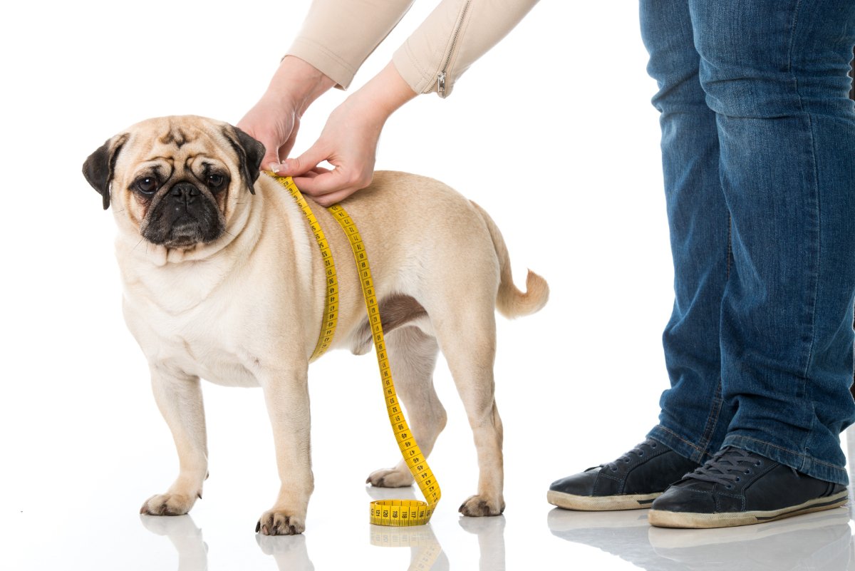 犬が『痩せすぎてしまう』原因5つ　愛犬の体重管理で注意すべきポイントとは？