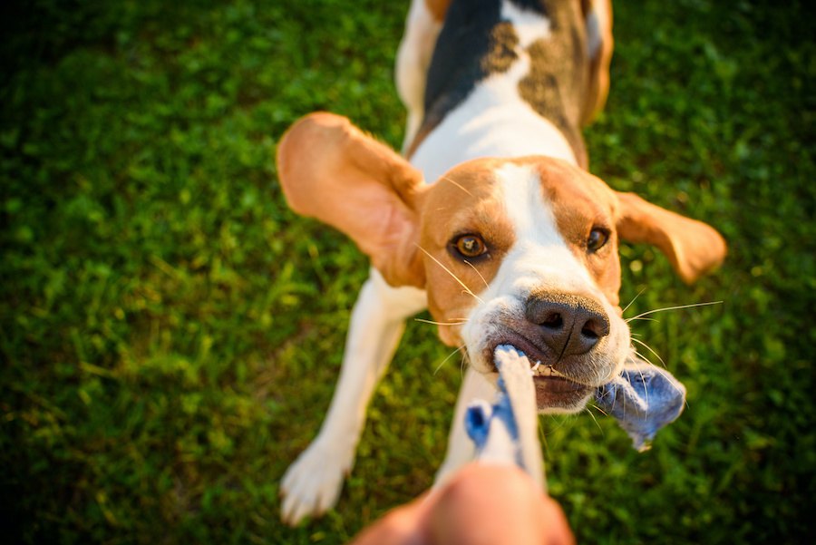 楽しみながらできる犬のしつけ２つ