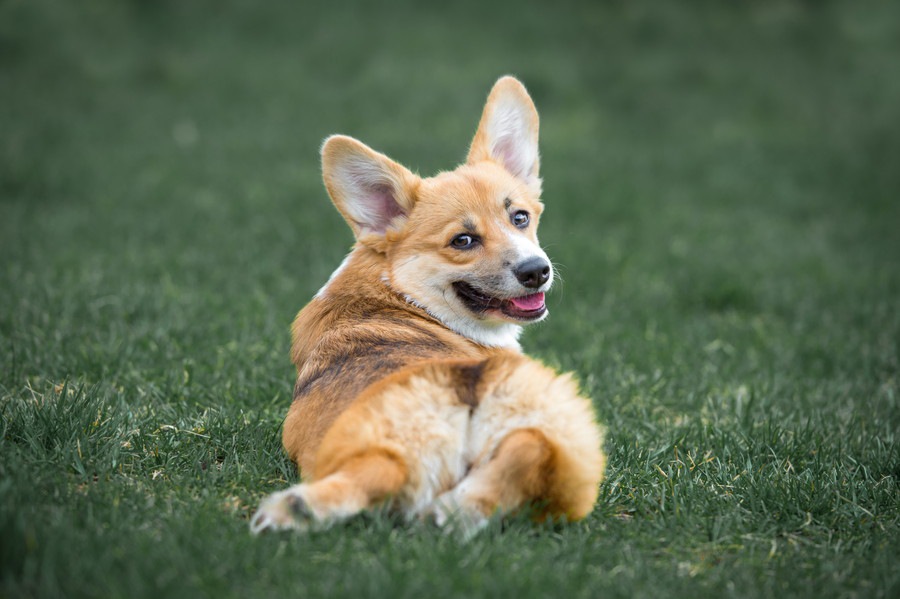 可愛すぎる♡おしりがキュートな犬種５選