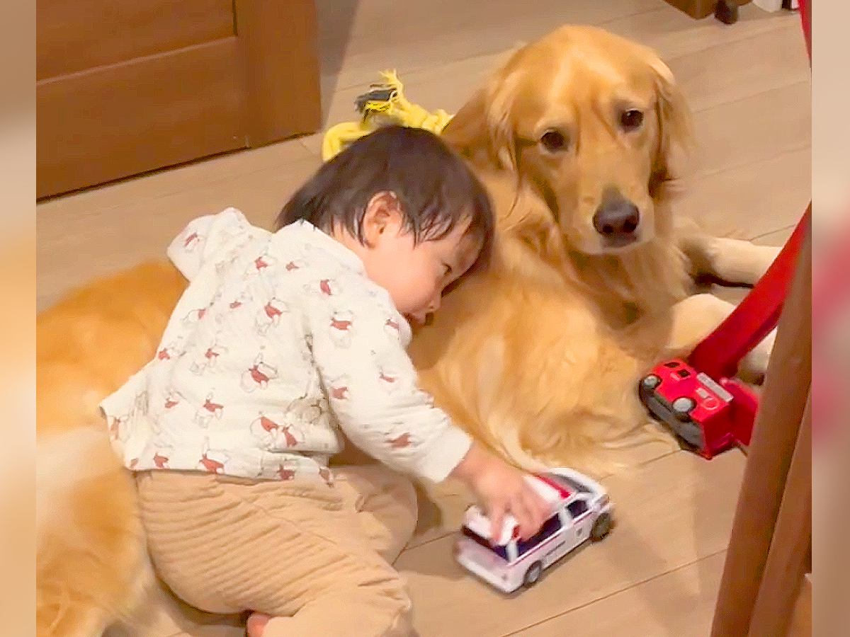 『いつまで相手すればいいですか？』大型犬が小さい男の子の遊び相手をした結果…困惑する姿が7万再生「優しい兄」「助け求めてる表情ｗ」