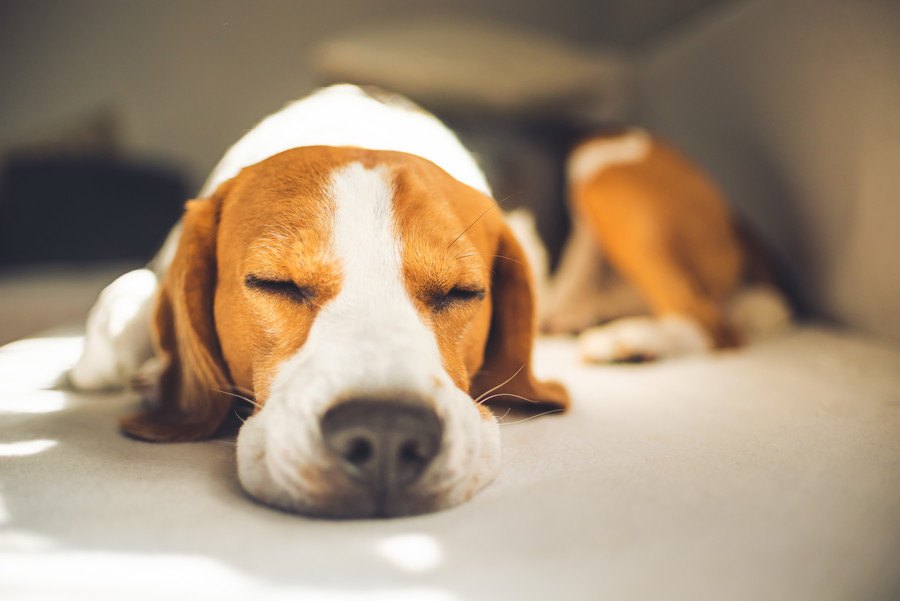 犬の元気がなくなってしまう飼い主の行動５つ