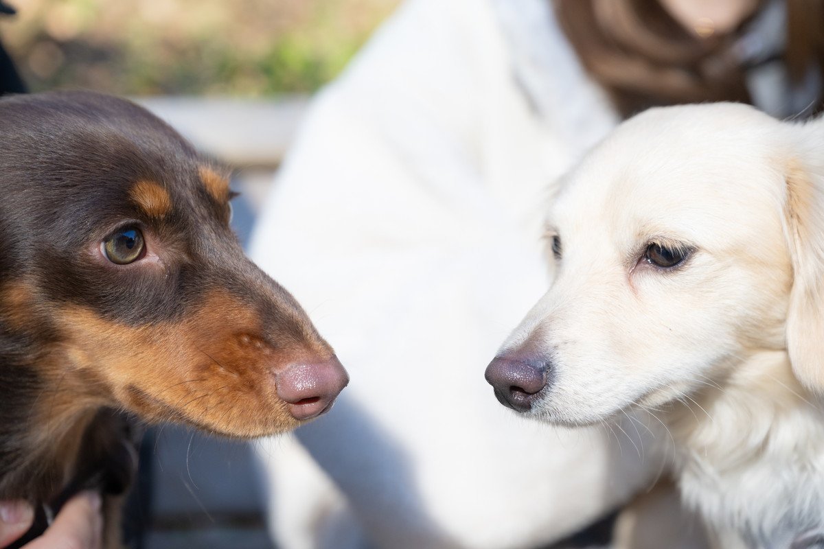 犬同士を仲良くさせる方法とは？多頭飼いを始める前に必ず知っておくべきことまで解説