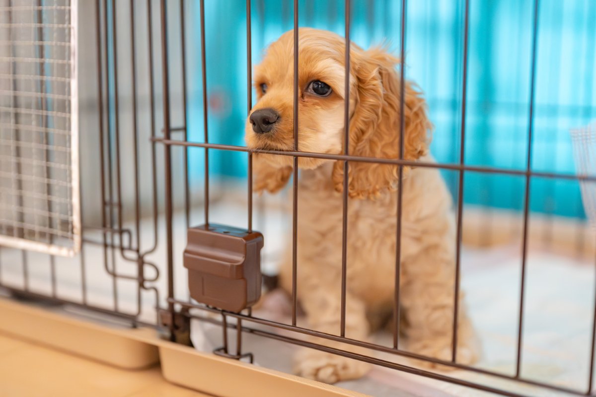 犬が病気になってしまう『絶対NG行為』５選　飼い主が今すぐ改善すべき習慣とは？