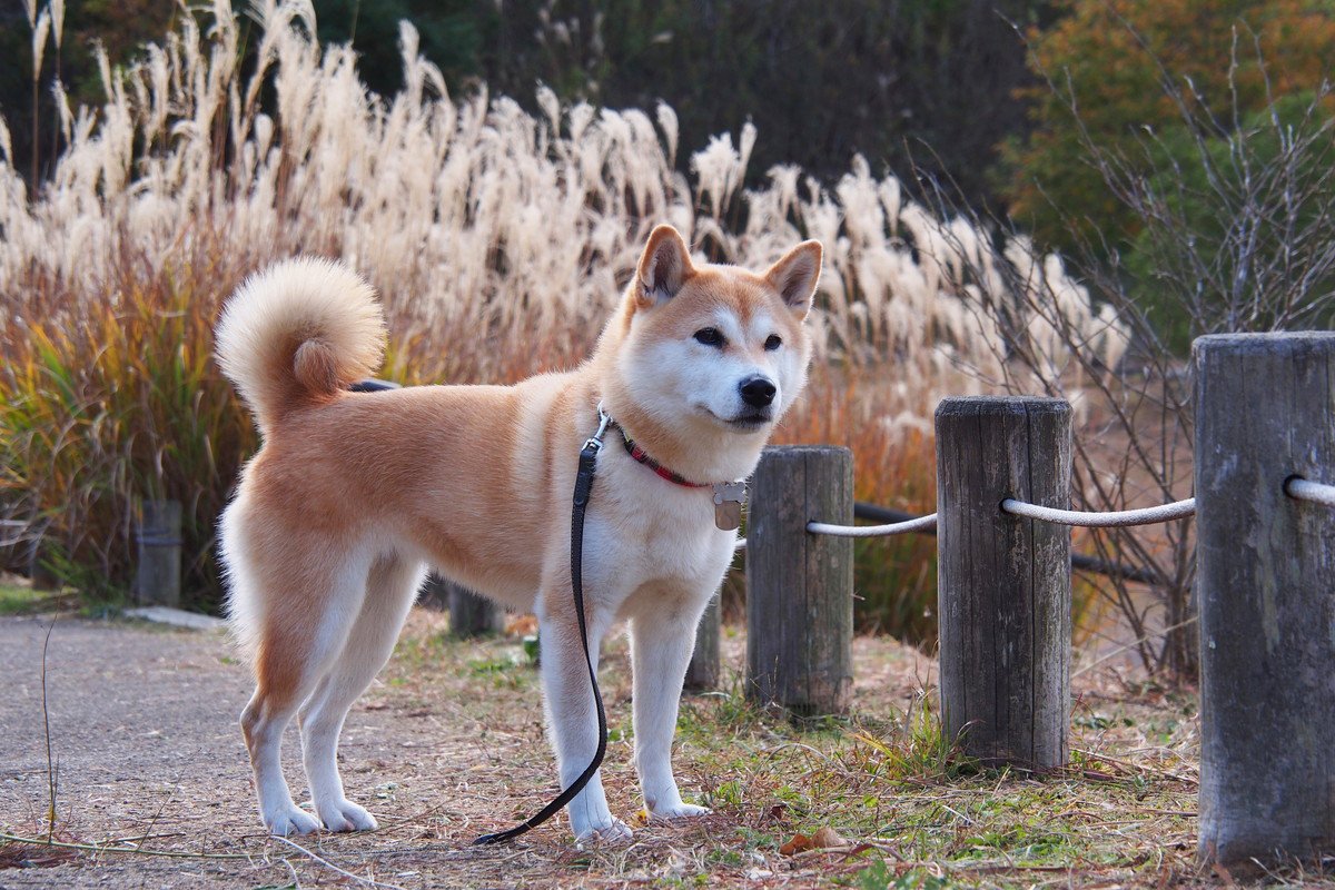 犬に『ノギ』が超危険な理由3つ！天敵と言われるワケと飼い主がすべき対策とは