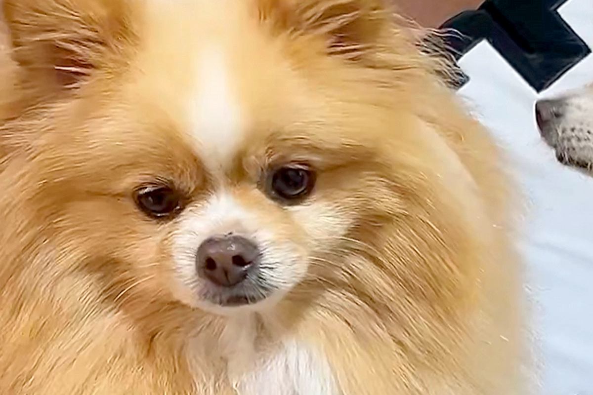 家に『お友達ワンコ』が遊びにきた結果→想像以上にくつろいでいて…愛犬が見せた『ドン引きの表情』に反響「人間みたいｗ」「動揺してて草」