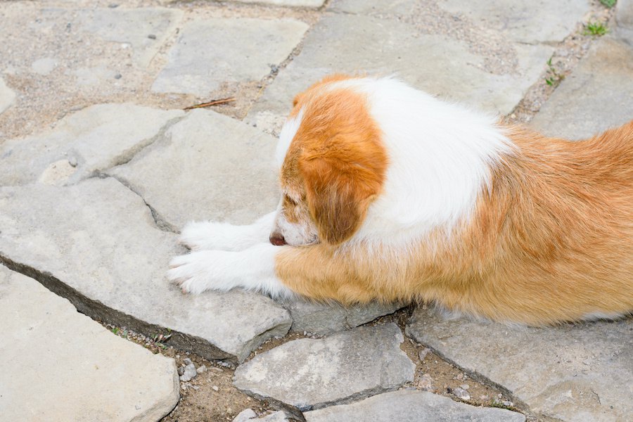 犬が足をぴーんと伸ばす時の心理５つ