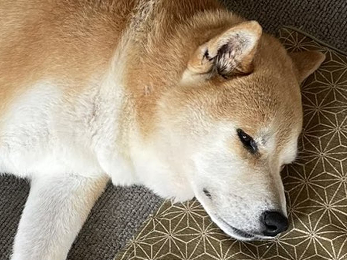 短期間でおじいちゃんとおばあちゃんを亡くした犬→祭壇の前で…思わず涙する『まさかの行動』に6万いいね集まる「泣けた」「分かってる」と感動