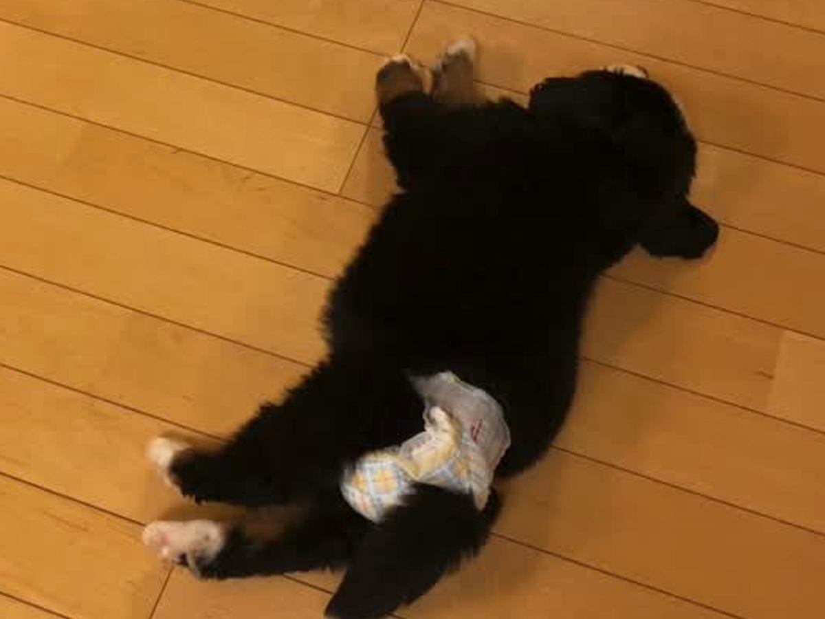 『床でコロンと転がっていた小さな赤ちゃん犬が…』現在→立派すぎる"超大型犬"へと成長した光景に「甘えん坊で可愛い」「おばあちゃんっ子」