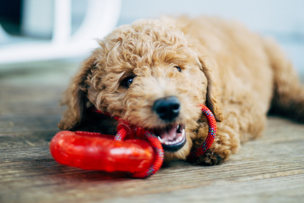 犬が空気を読む時に考えていること3つと気持ちを理解するためにできること