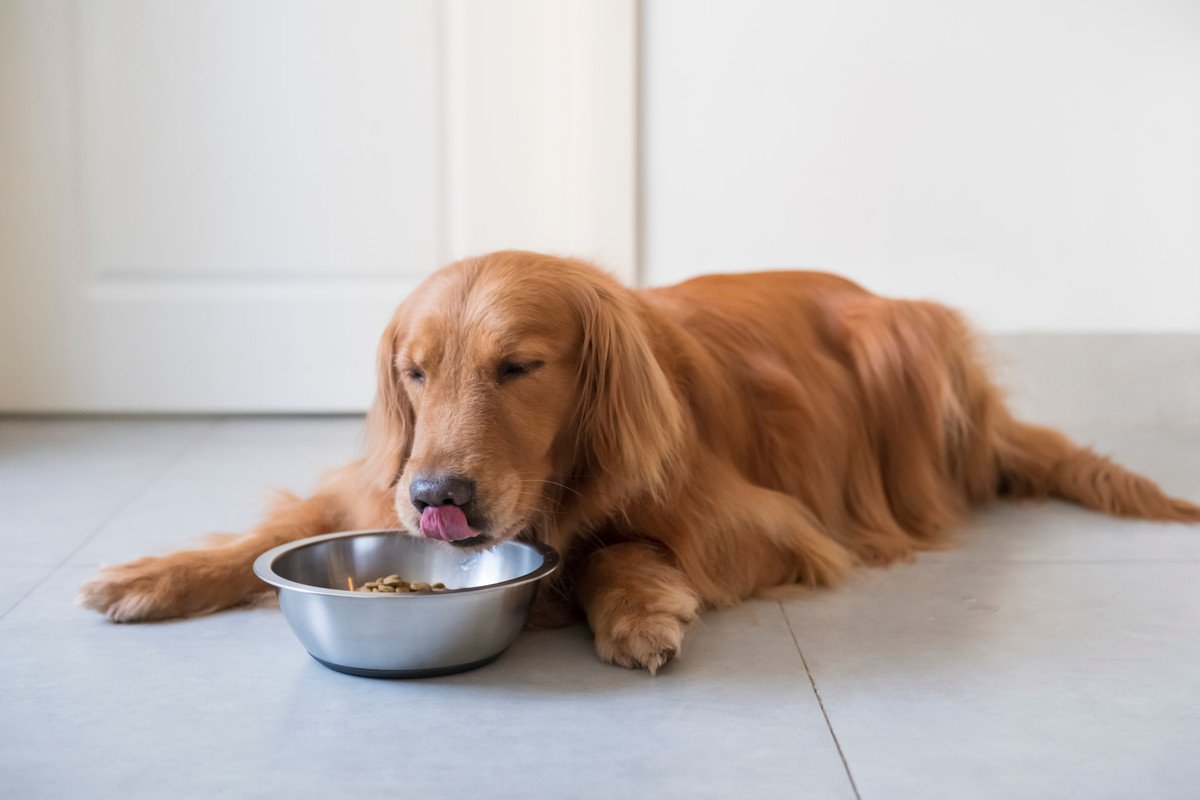 犬の『遊び食べ』ってどんな行動？考えられる原因から４つの対策法まで