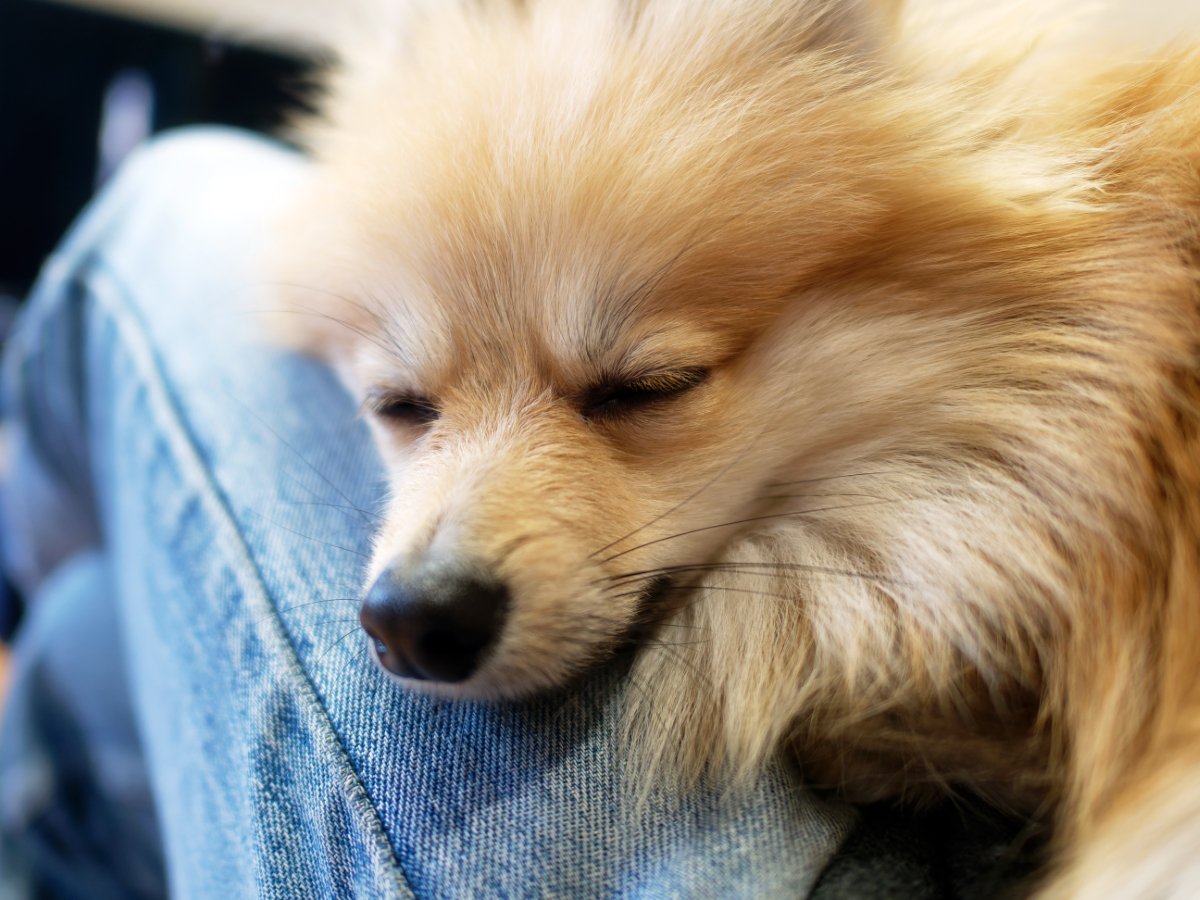 『あまえんぼう』な性格の犬種５選　飼い主に甘えているときにみせるサインや注意点まで