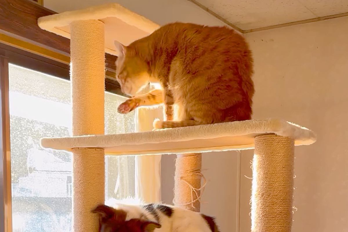 犬が猫と暮らして『完全に猫化』してしまった結果→部屋にあるキャットタワーで…『まさかの光景』が127万再生「ネコすぎるｗ」「適応力やばい」