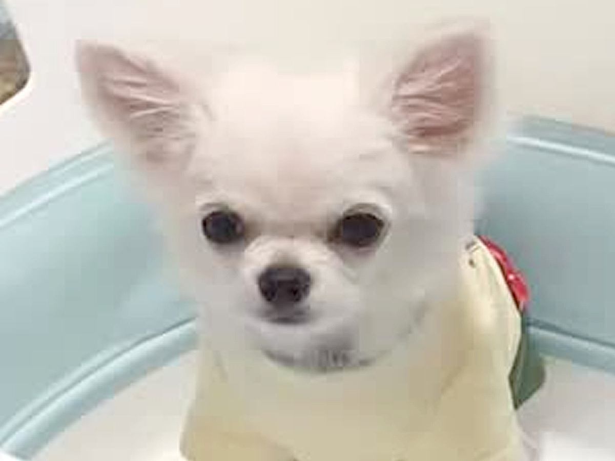 『ごはんなんていらない』どうしてもご飯を食べない犬→検査しても改善せず…多くの共感を呼んだ記録が33万再生「あるある」「大切だからこそ」