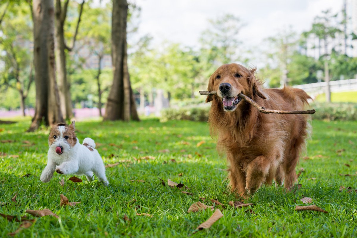 『小型犬と大型犬』生活の違い4選　かかる費用や異なる習慣、暮らしの注意点まで