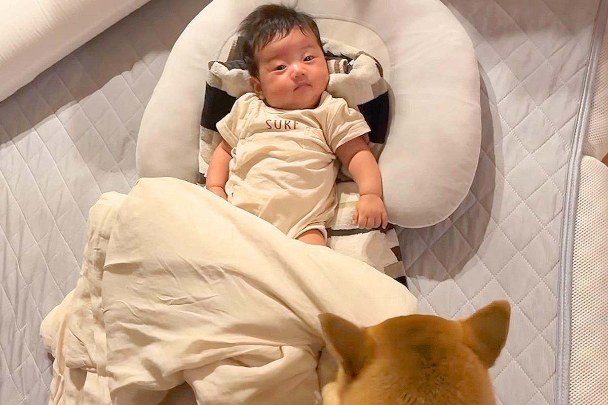 赤ちゃんが泣いているとすぐに駆け付ける犬→転がっている時には『お布団』を…愛おしすぎる光景が13万再生「素敵なお兄ちゃん」「ほっこりした」