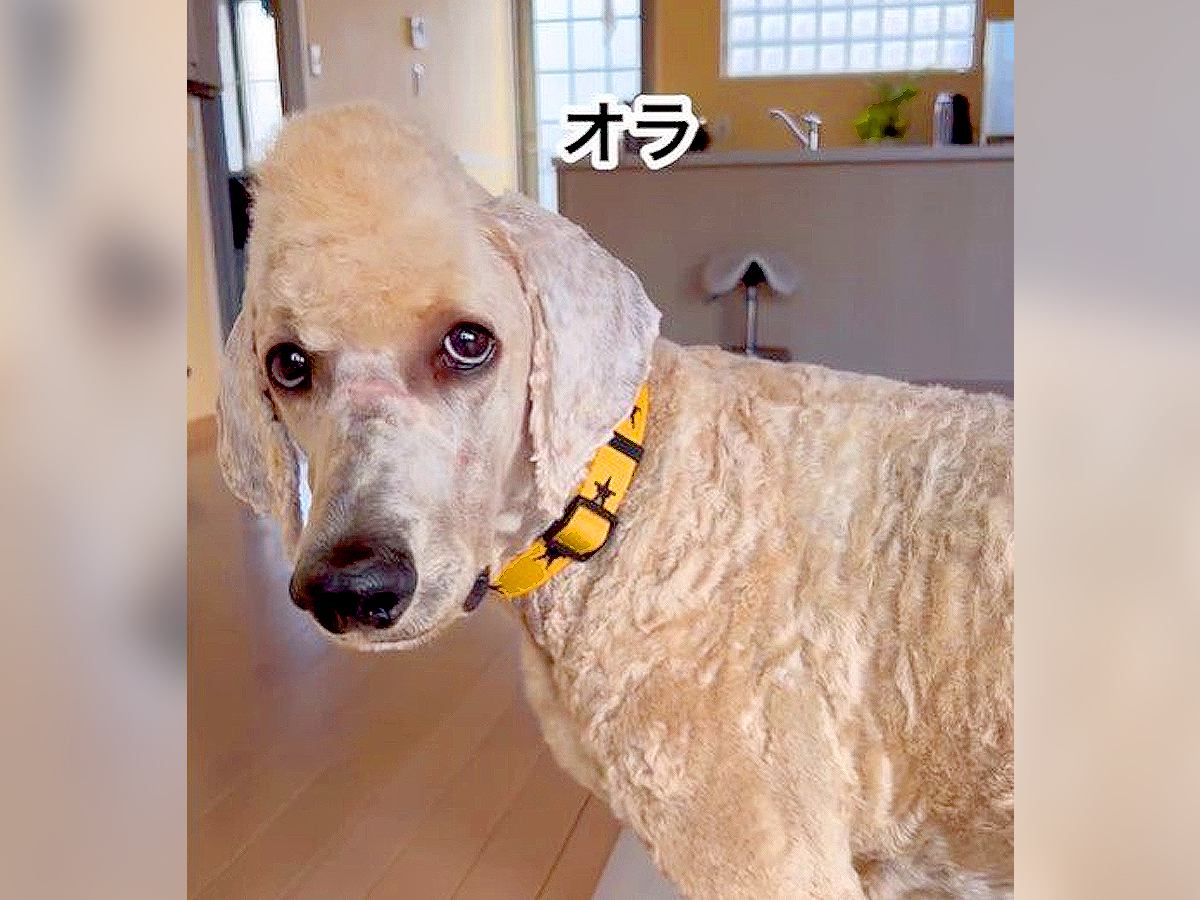 犬の前髪を切りすぎてしまった結果…秀逸過ぎる光景が191万再生「あかん、腹痛い」「方言のクセも相まって面白すぎ」爆笑の嵐