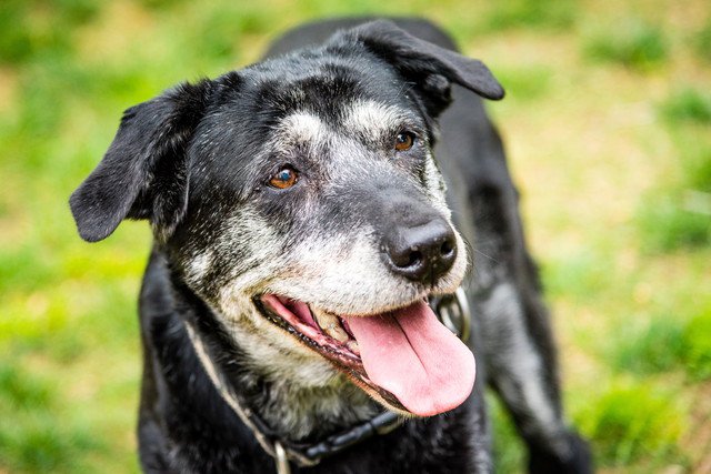 犬は10歳になったら老齢期！老化のサインと気をつけたいこと