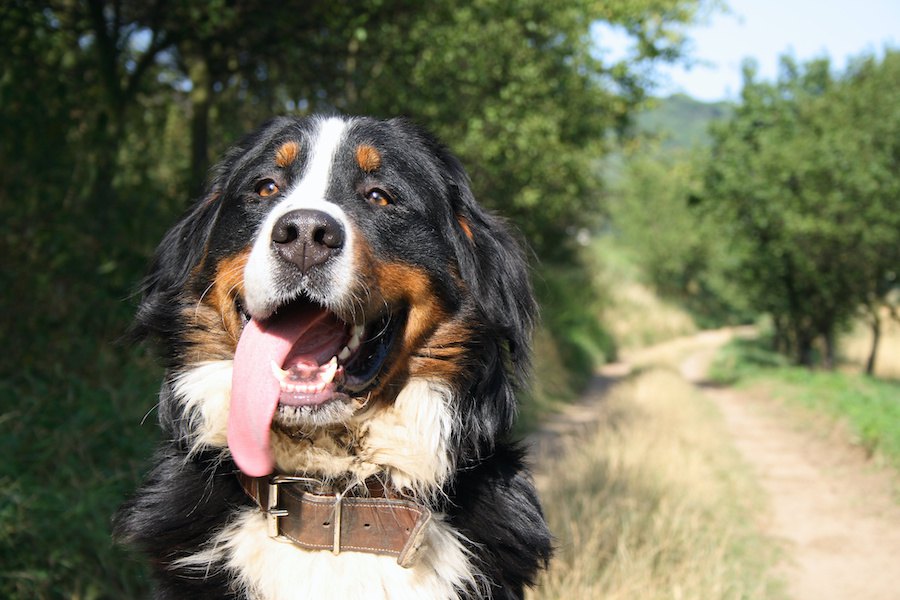 愛犬が他の犬を見つめるのは好きのサイン？３つの意味