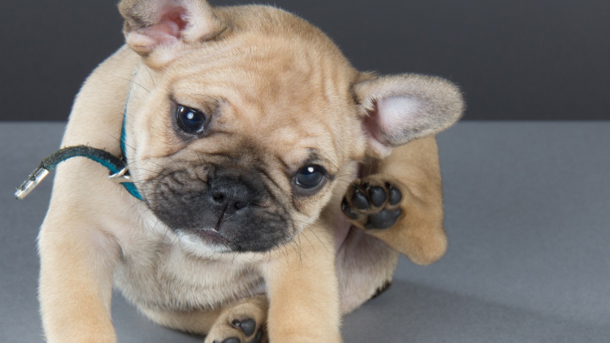 犬が頭や顔を掻くのは痒いからだけじゃない