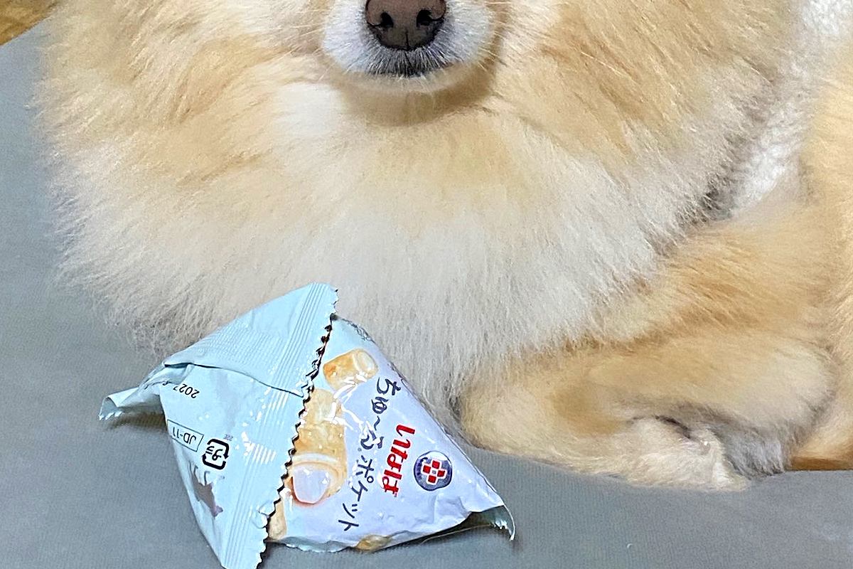 『食べたことのないオヤツ』をもらった犬→あまりにも美味しくて…『まさかの行動と表情』が可愛すぎると17万表示「うるうるｗ」「癒された」