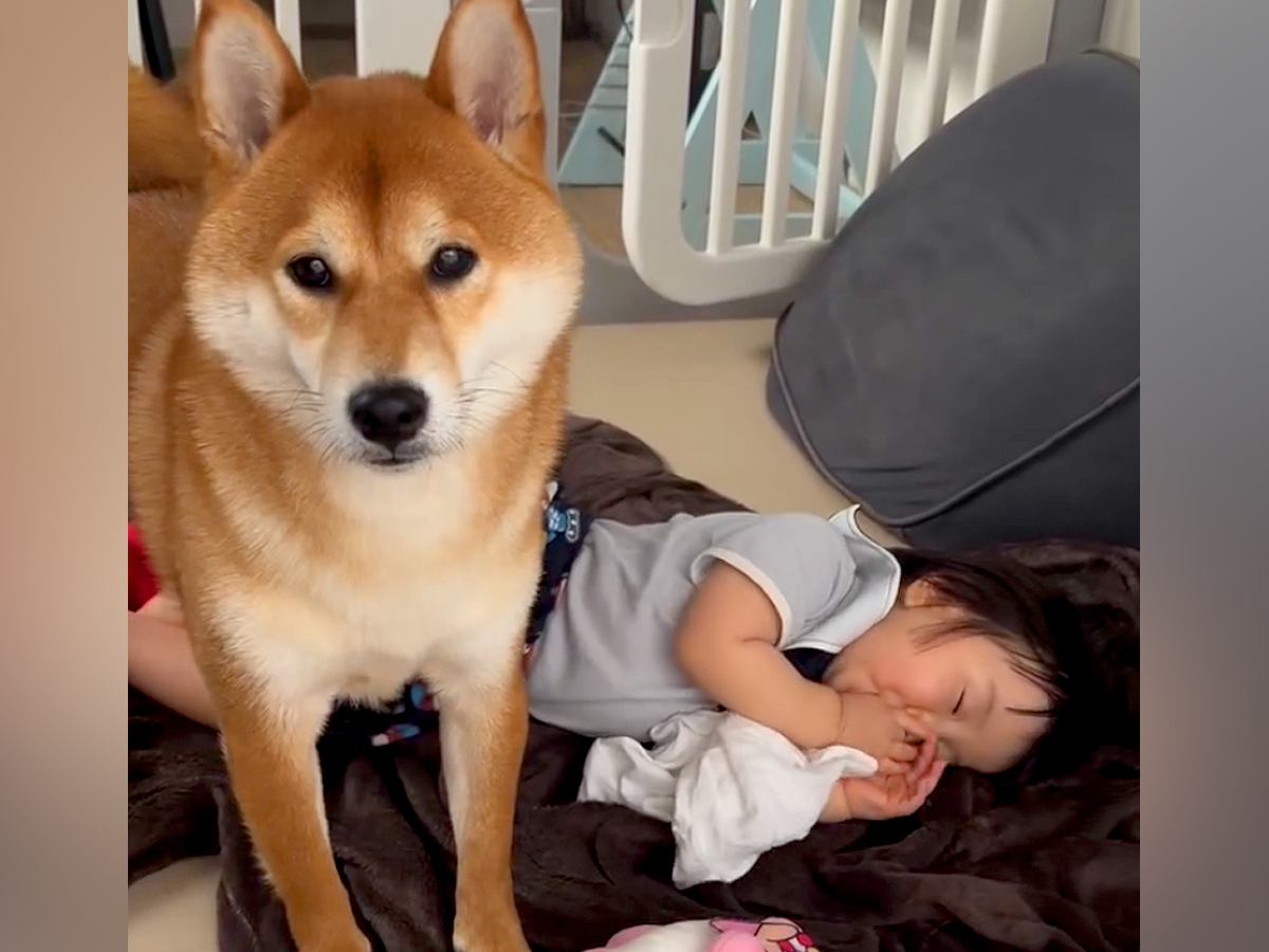 『お昼寝中の赤ちゃんを起こして』と犬にお願い→ぐずりそうになってしまい…心温まる『あまりにも尊い光景』が14万再生「優しいね」「可愛い」