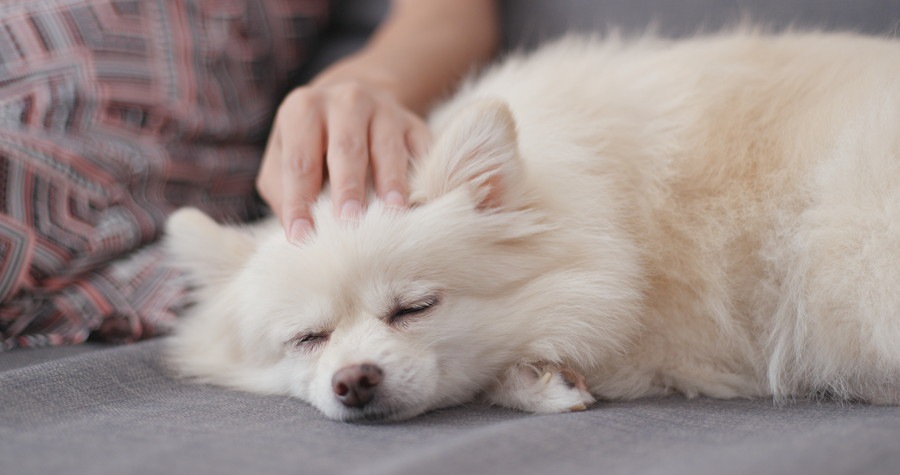 犬に寂しい思いをさせないためにやるべき３つのこと