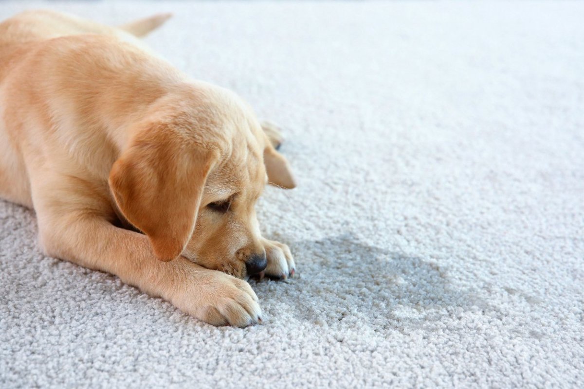 犬がトイレを失敗する5つの理由　成功の秘訣や粗相をしたときに飼い主がしてはいけない行動まで