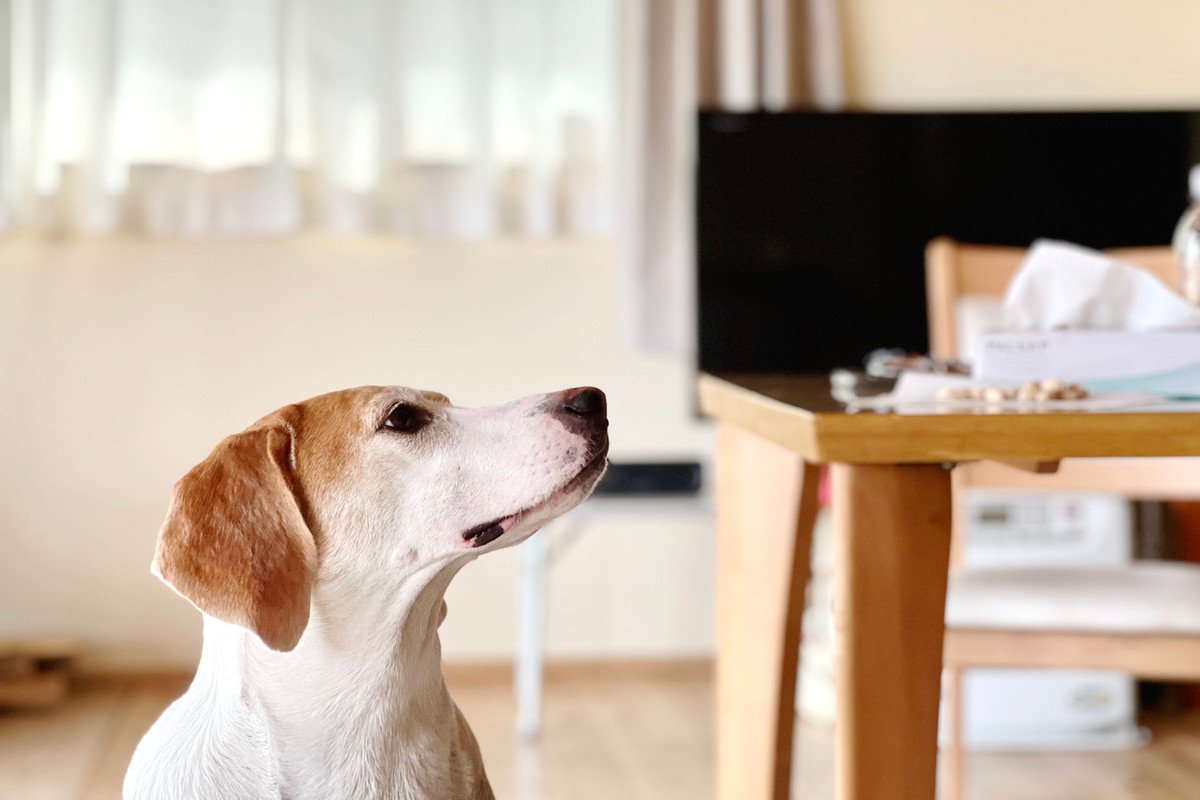 『誤飲しやすい犬』の特徴3選　誤飲を繰り返すとどうなる？対処法までご紹介