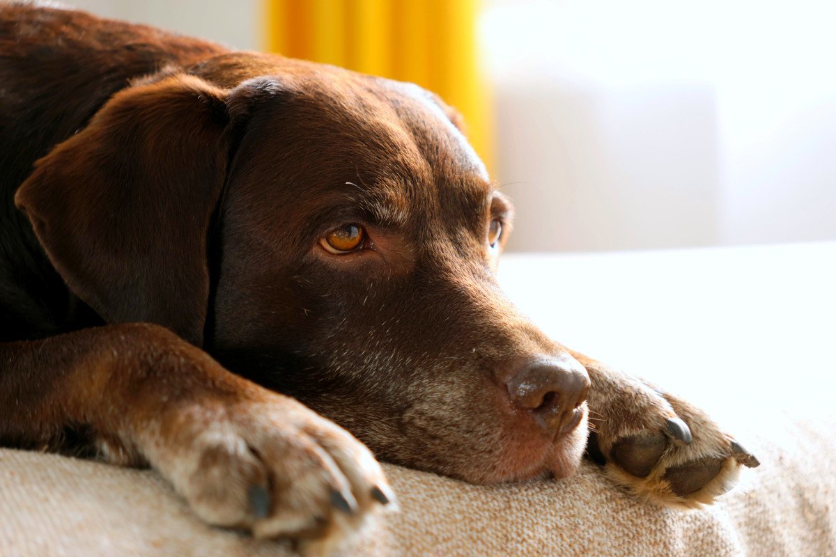 犬が『悲しい』と言っているサイン4選　実はツライと感じている可能性も…愛犬にすべき配慮まで