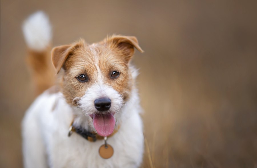 『犬の飼い主は健康的』という研究結果　幸せホルモンが健康に良い影響を与えている