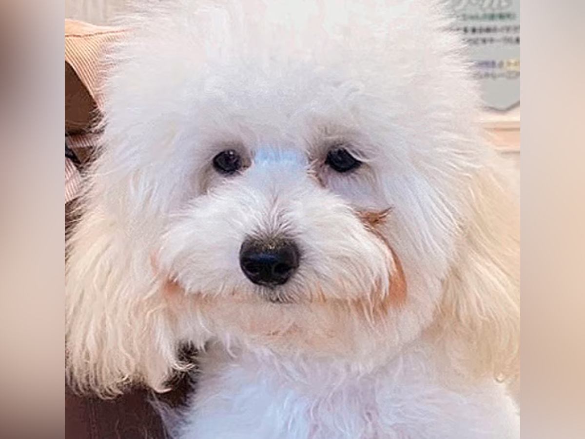 誰も足を止めずに『６ヶ月間も売れ残ったボサボサの犬』を飼った結果…もはや別犬な『衝撃的な変化』に反響「運命」「ずっと健康で幸せでいて」