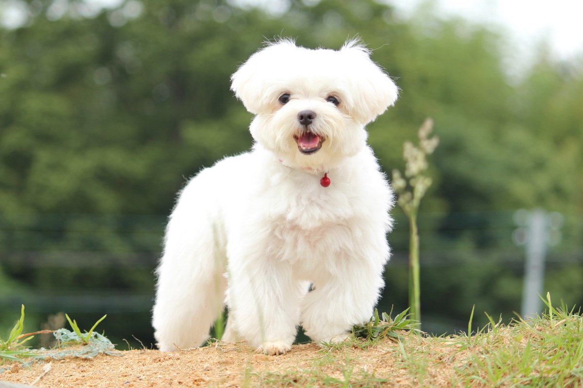 マルチーズの犬種情報