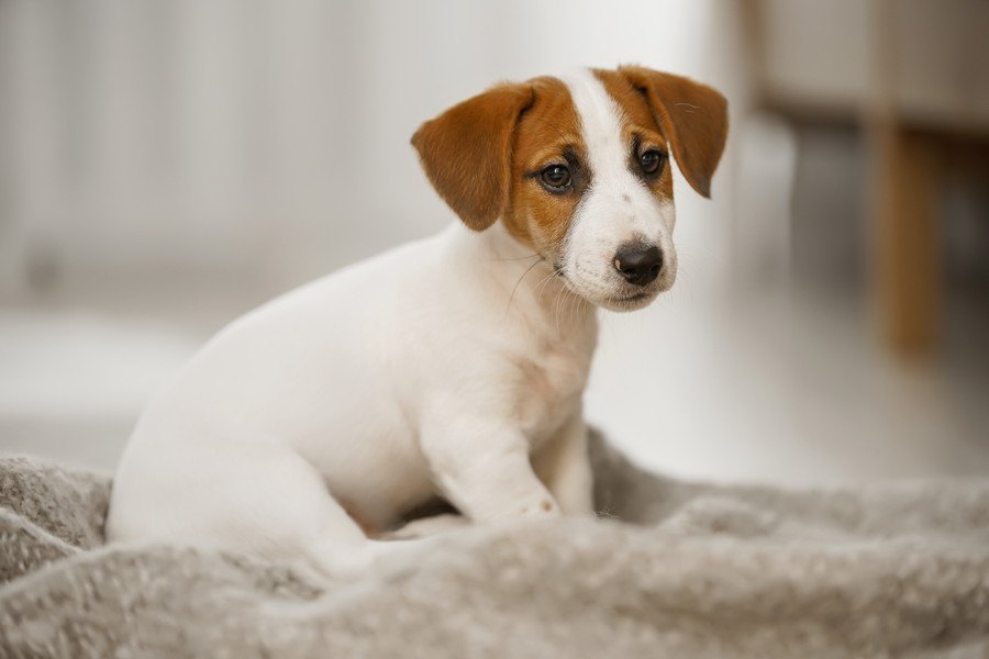 犬がおしっこを我慢しすぎると起こる２つのこと