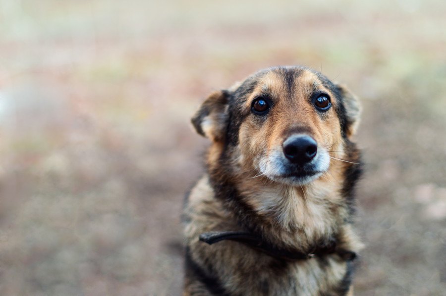 犬とスキンシップを取らないと起こる４つの危険なこと