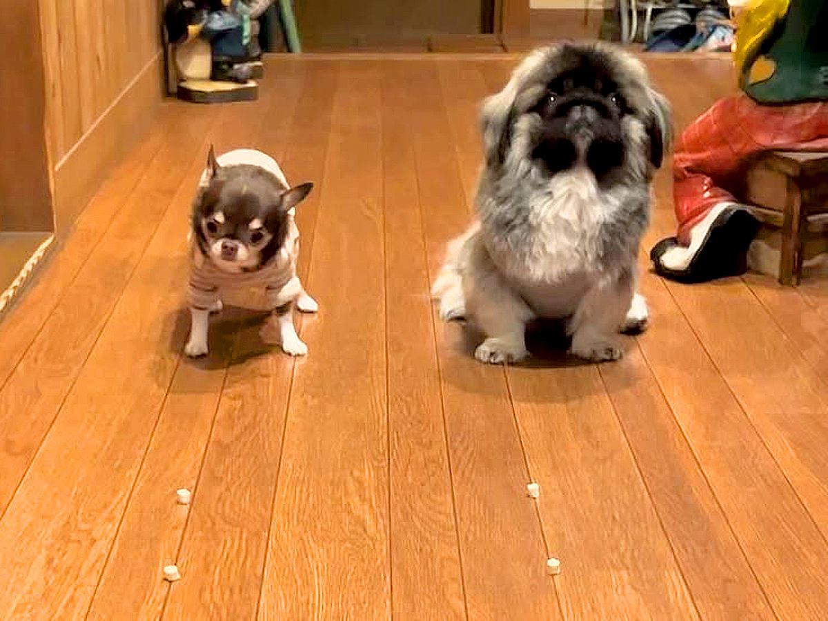 オヤツを並べて『早食い競争』する犬2匹→スタートした瞬間…思っていたのと違いすぎる『予想外の展開』が10万再生「爆笑した」「シュールｗ」