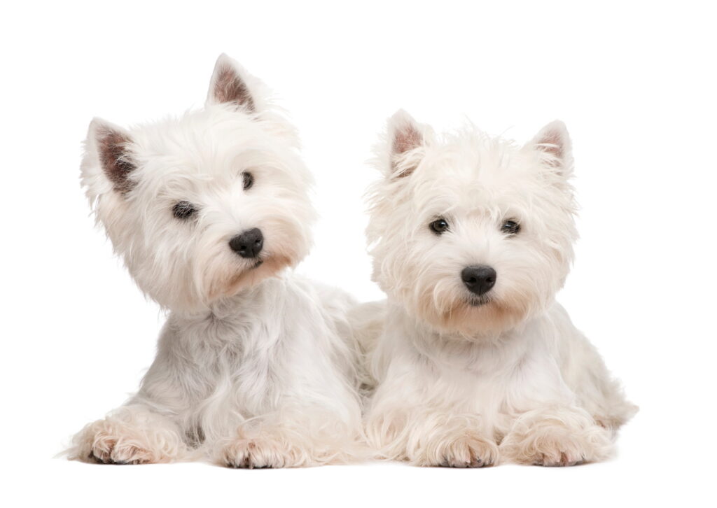 ウエスト・ハイランド・ホワイト・テリア（ウエスティ）｜特徴と性格、飼い方や値段・迎え方まで解説