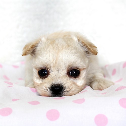 チワマルはチワワとマルチーズのミックス犬！かわいい画像（まとめ）