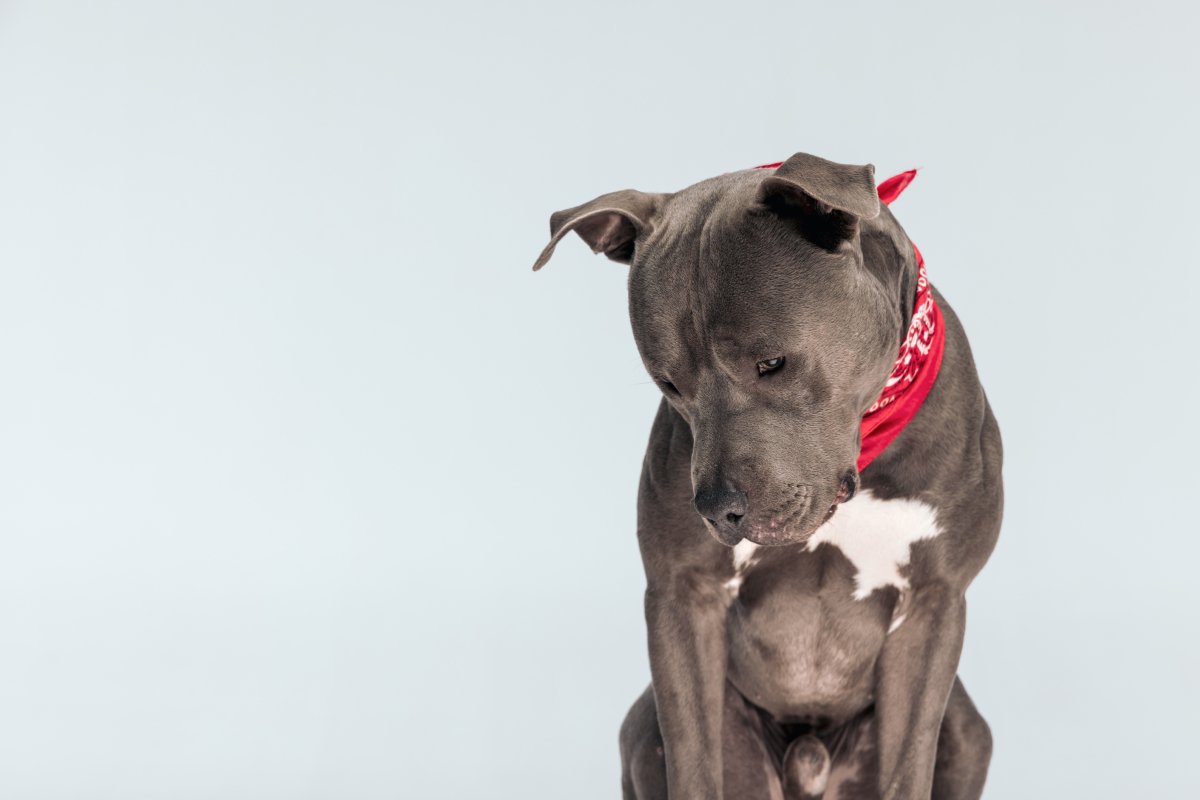 犬を悲しませる『絶対NG行動』5選 愛犬を苦しめる飼い主の習慣や日頃からすべきケアまで