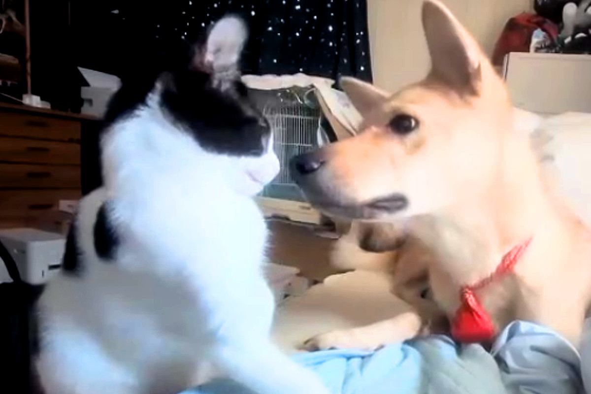 保護した猫が新しい家族のもとへ→里親さんから映像が送られてきて…『先住犬と仲良くなれた瞬間』が泣けると34万再生「尊い」「優しい時間」