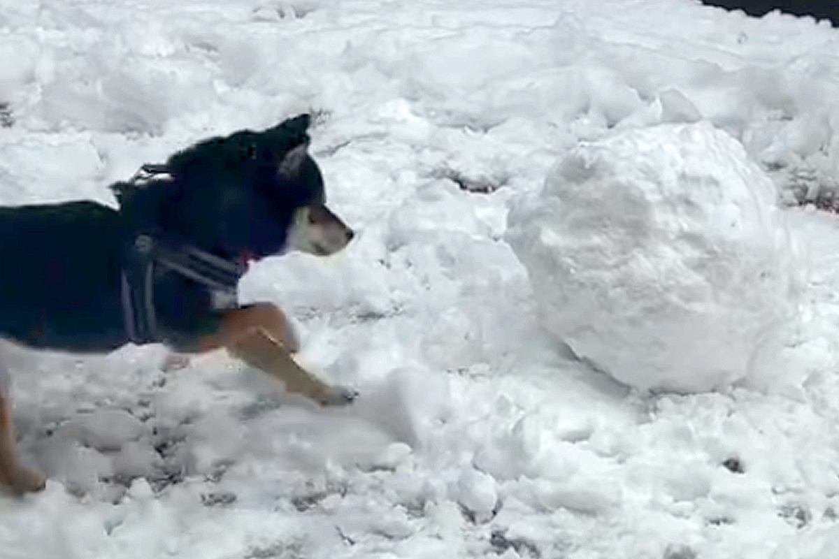 庭で雪だるまを作ろうとしていたら、犬がやってきて…無慈悲すぎる『まさかの行動』に45万再生の反響「可愛い攻防戦」「本能スイッチオンｗ」