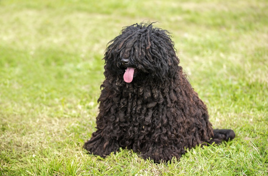 モップみたいな犬種3選